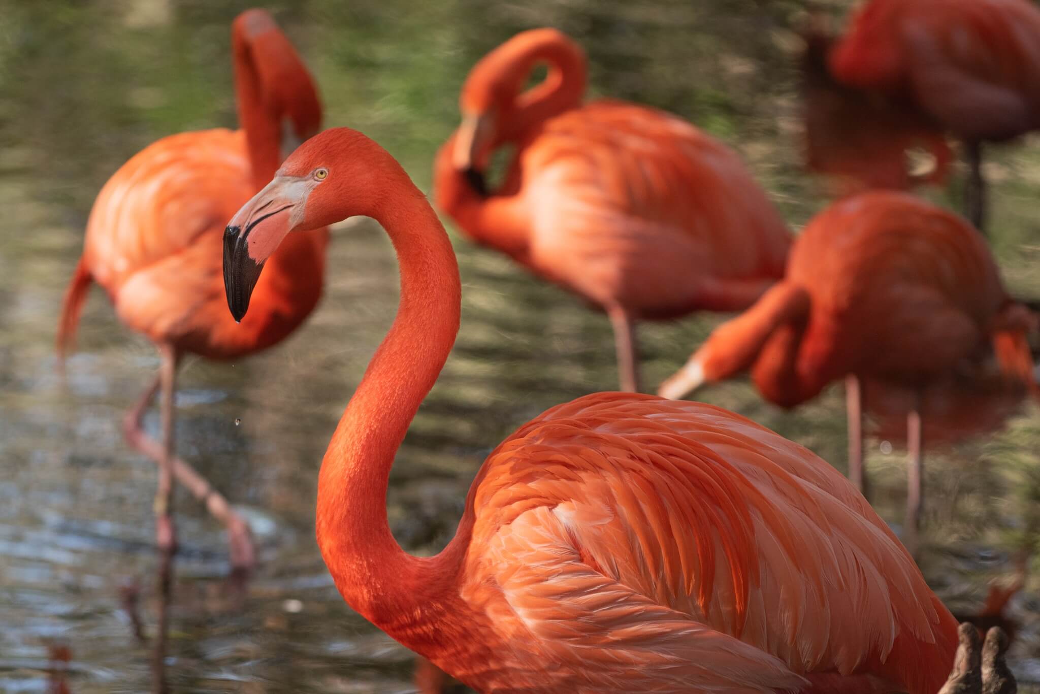 Flamingos at Jacksonville Zoo and gardens 