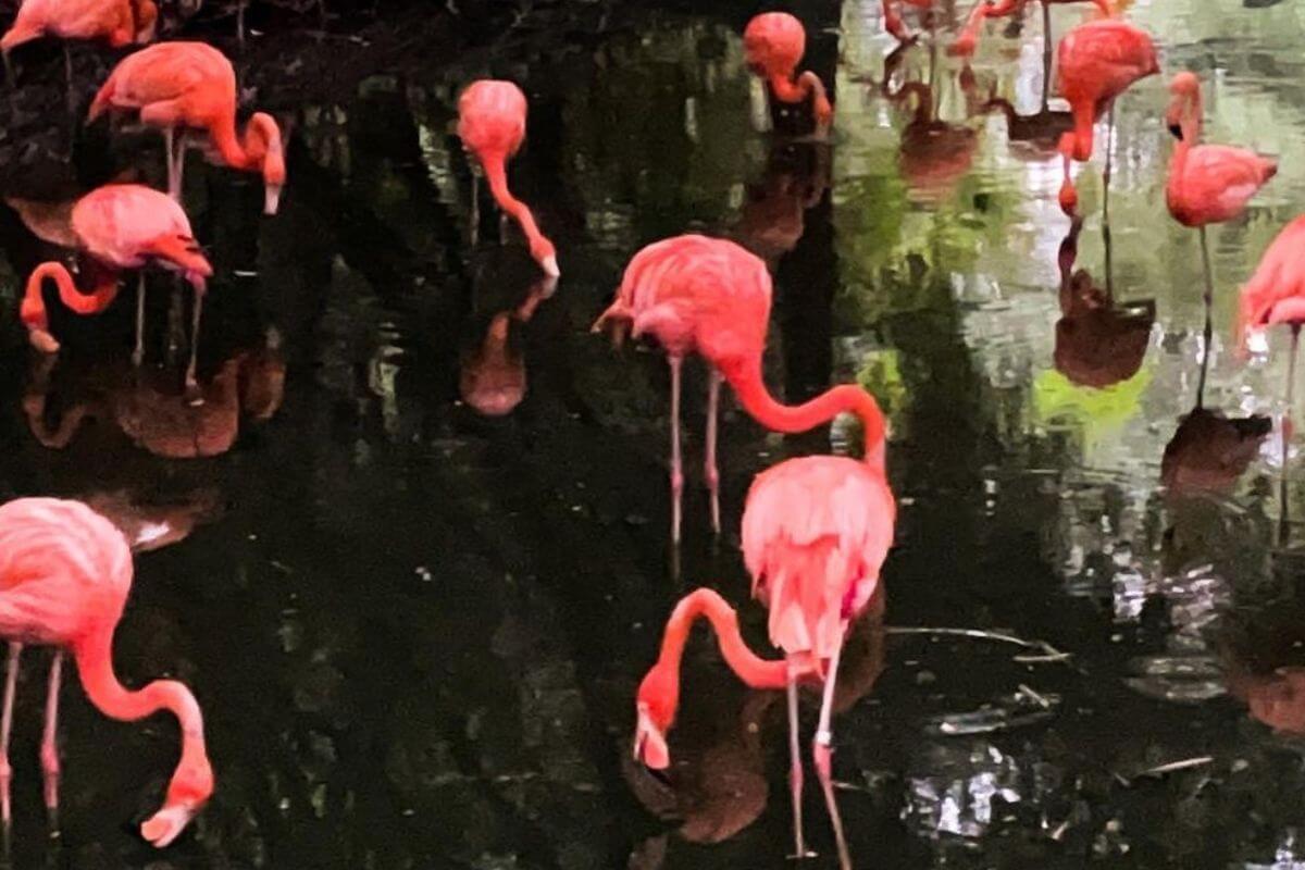 Flamingos in the water 