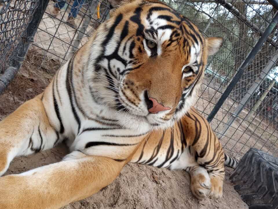 Tiger in a cage at a rescue