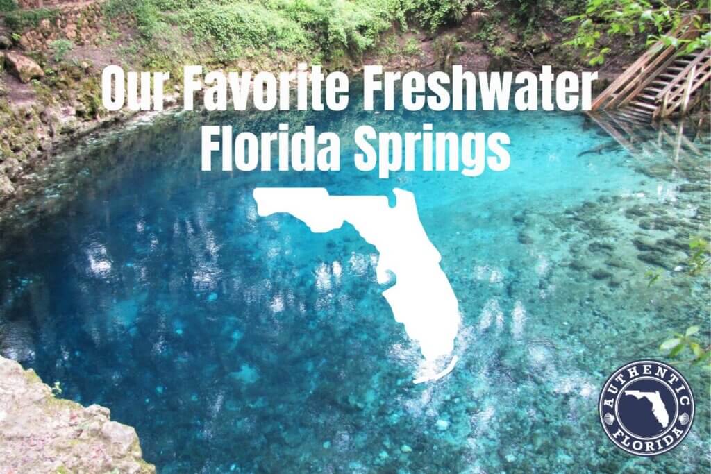 Our Favorite Freshwater Florida Springs 