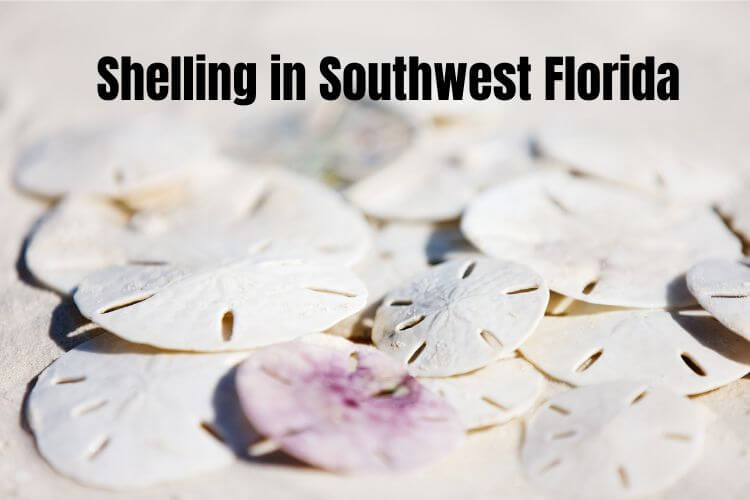 Shelling in Southwest Florida