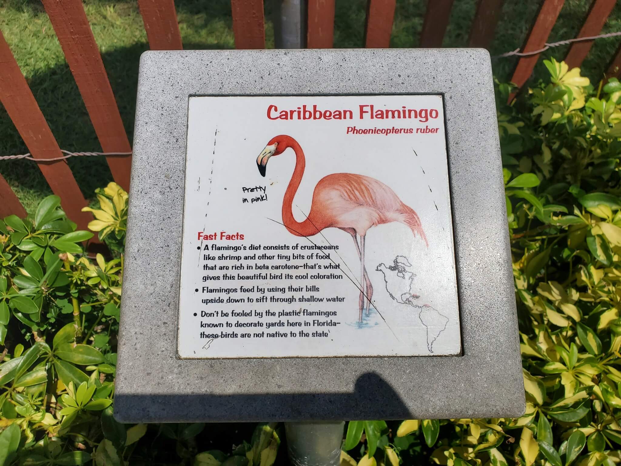 Caribbean Flamingo Sign 