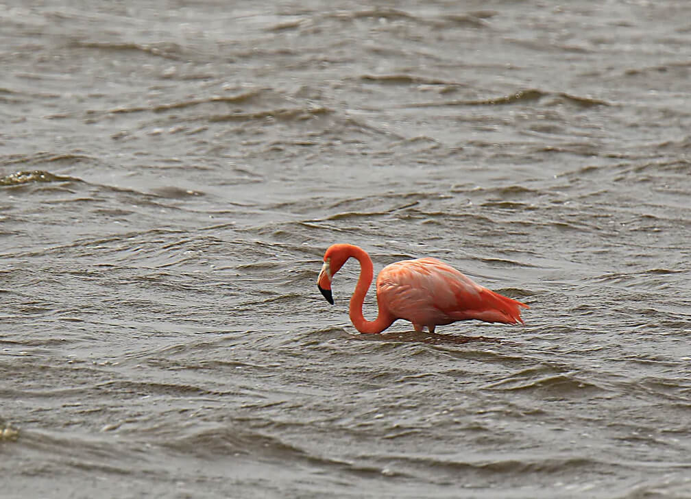 Flamingo in the ocean 