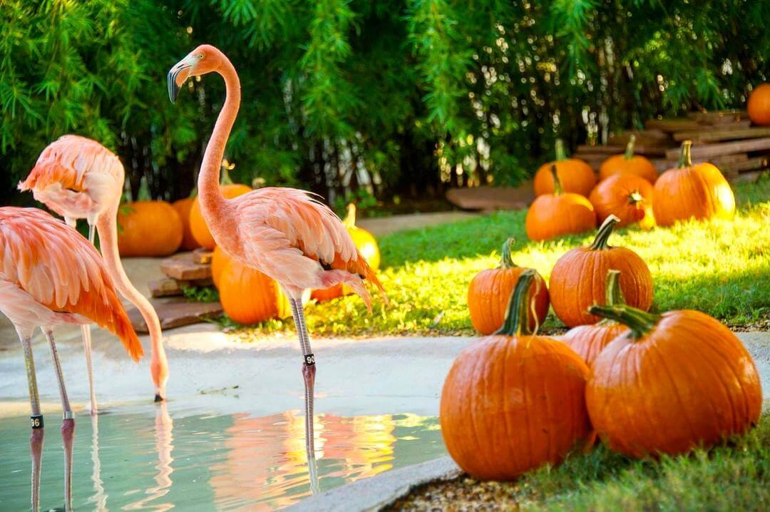 Flamingos with pumpkins 