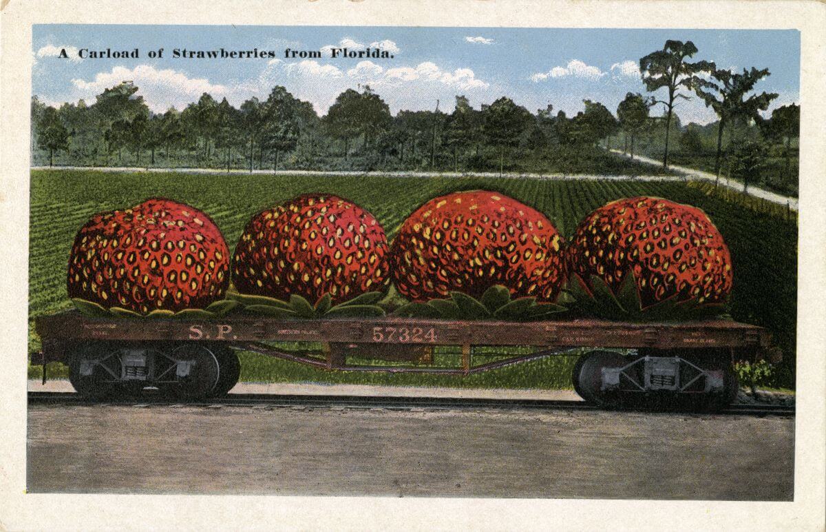 Strawberry postcard 