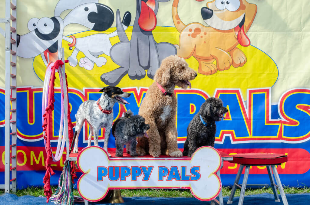 dogs called Puppy Pals performing at Boca Strawberry Festival