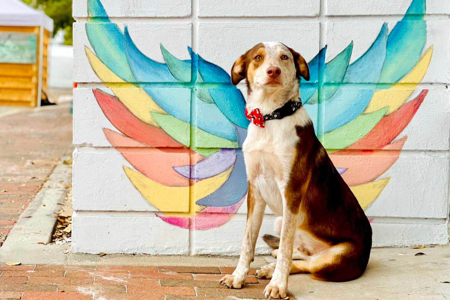 Dog in front of wing painting