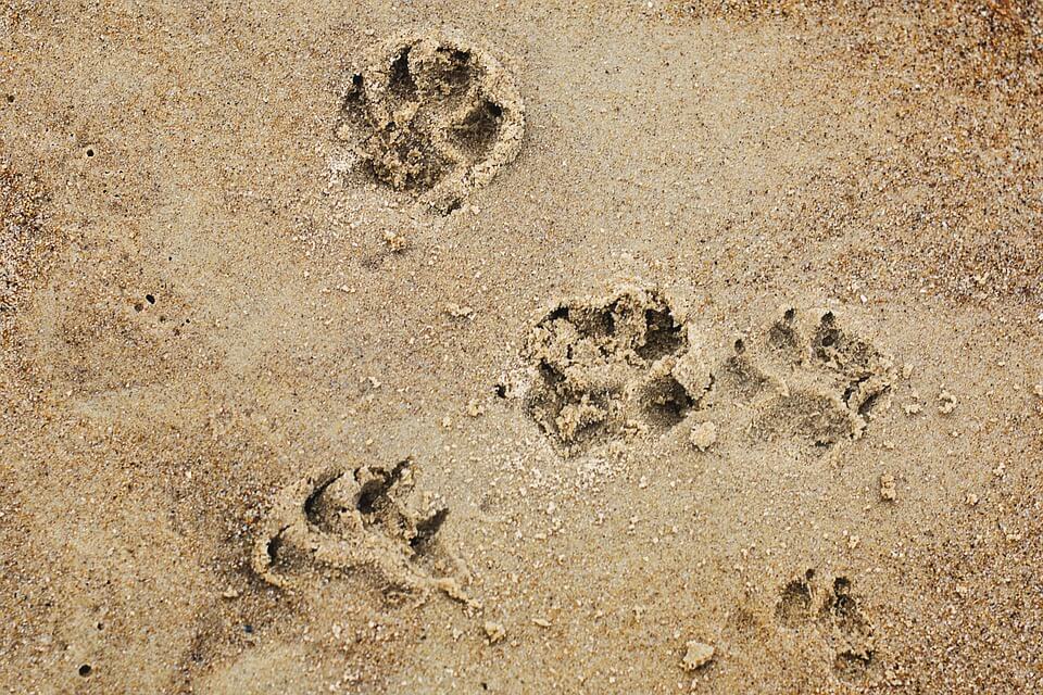 Dog Pawprints on the Beach.