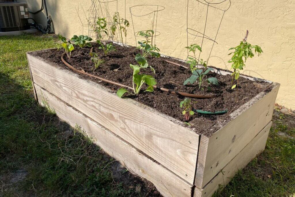 Edible Landscaping vegetable box
