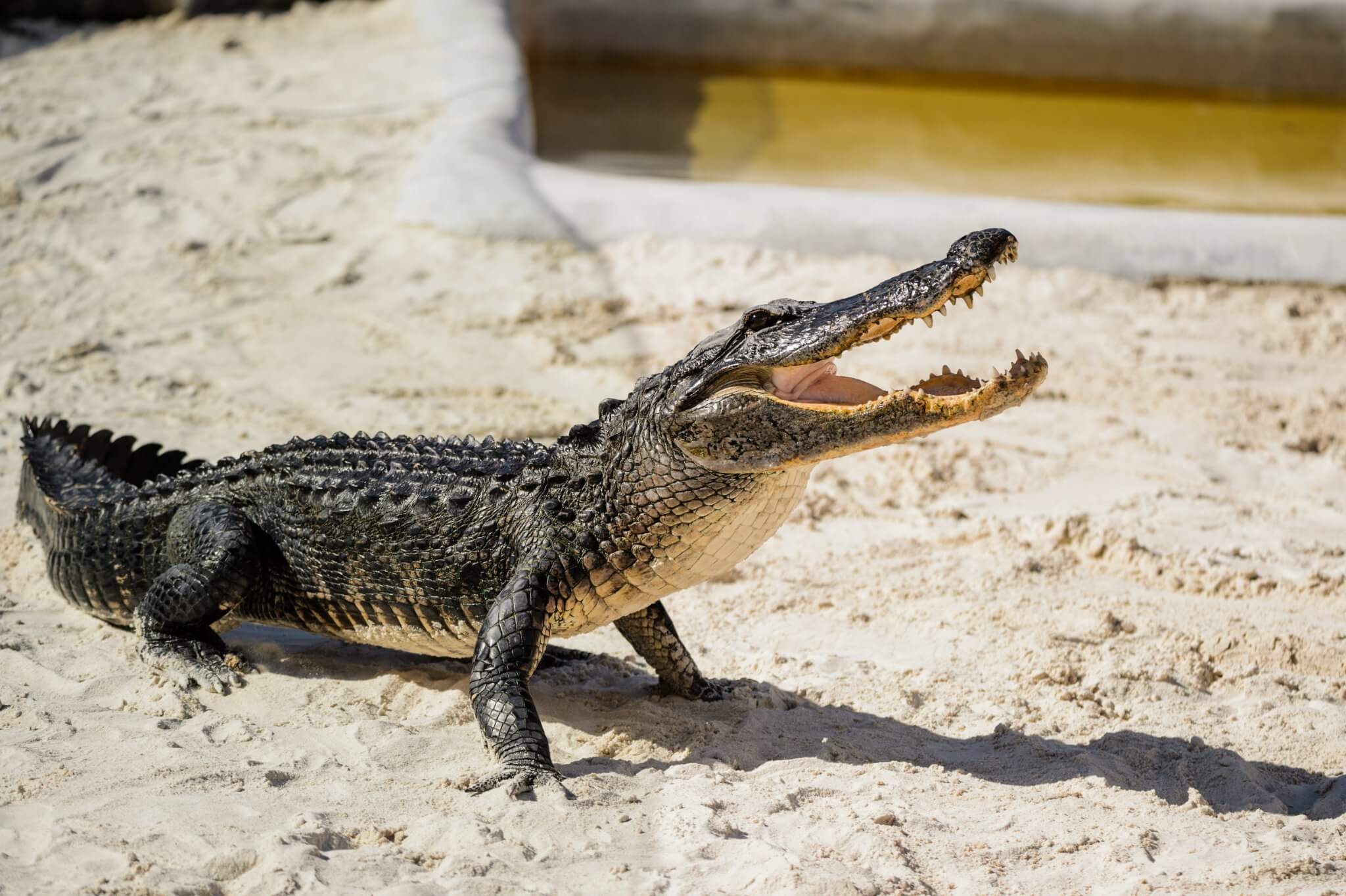 Alligator in a sand area
