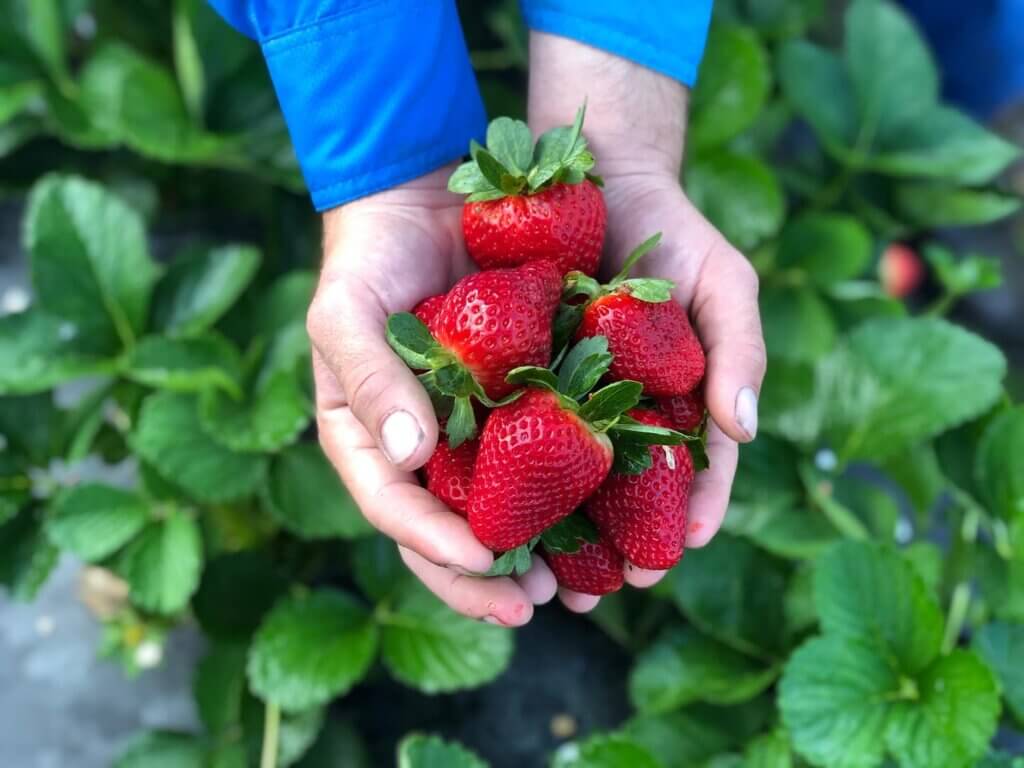 Keel Farms sweet u-pick strawberries