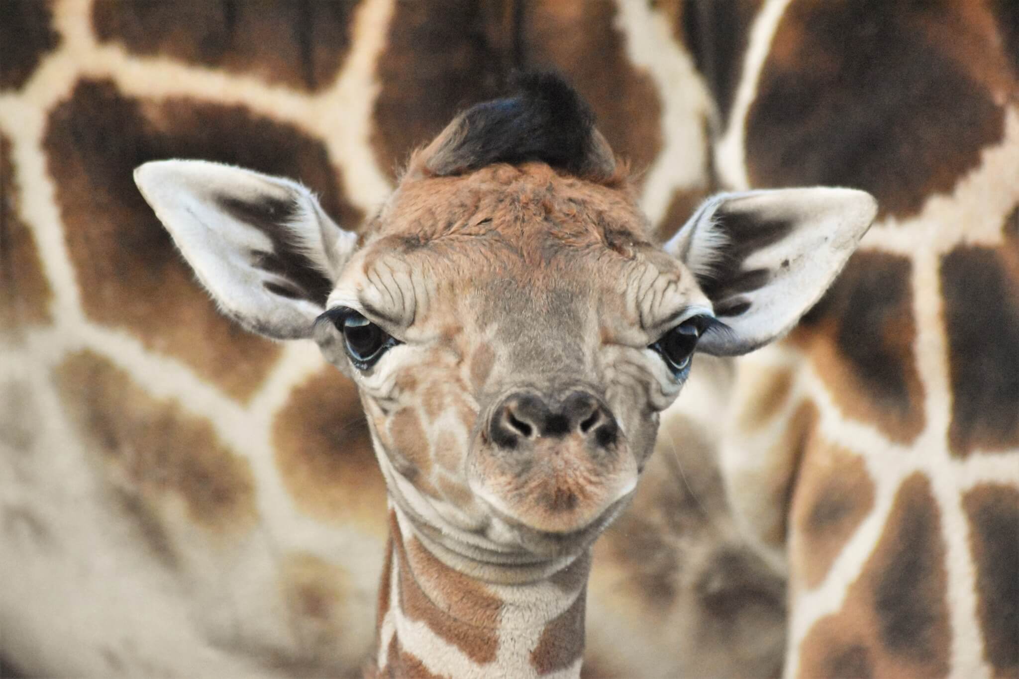 Lion Country Safari Baby Giraffe 