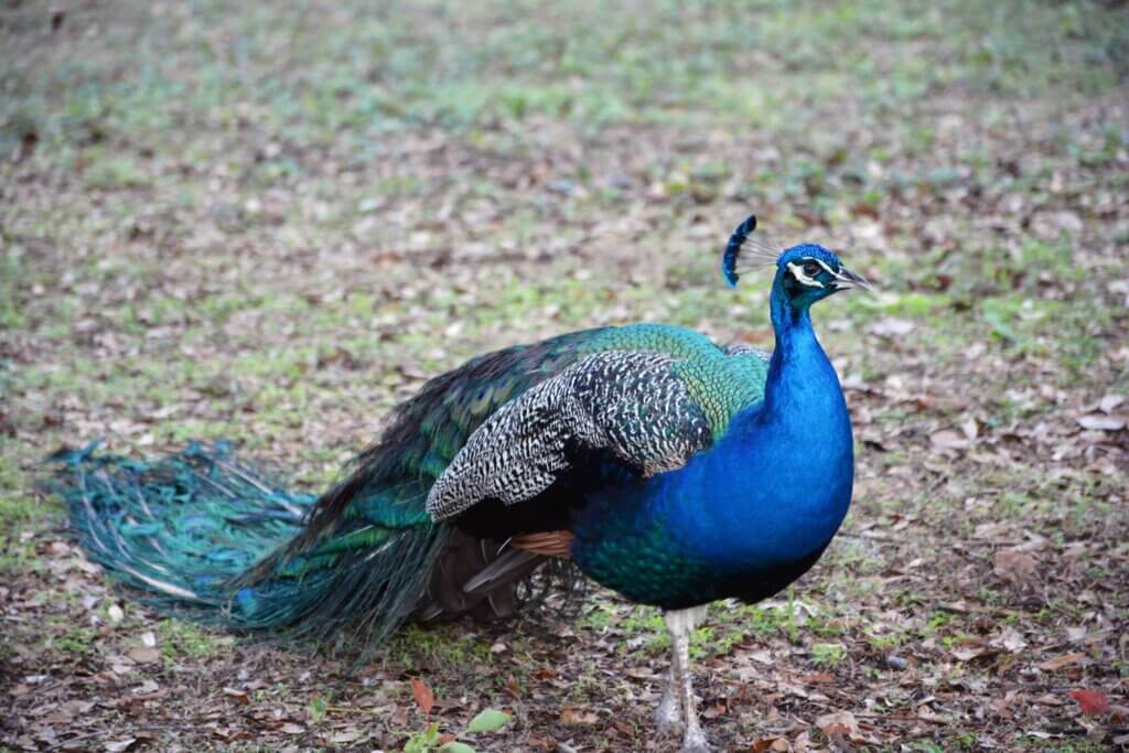 Peacock in Winter Park 