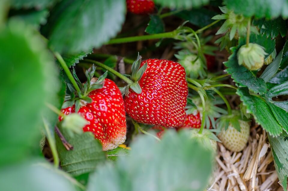 Strawberries in a strawberry field. 