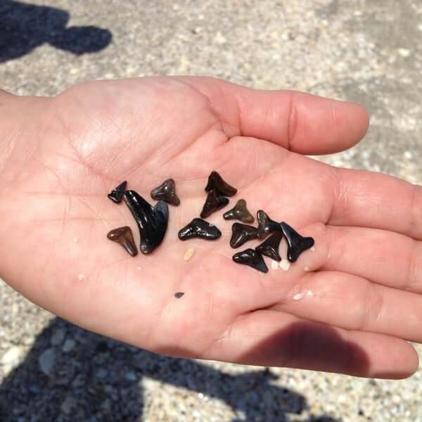 Shark Teeth Found at Stump Pass Beach