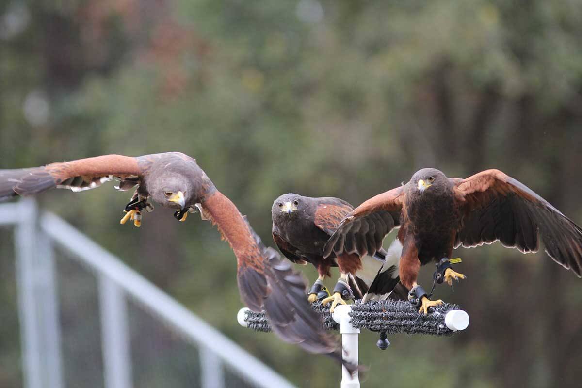 Hoggetown Medieval Faire falcons