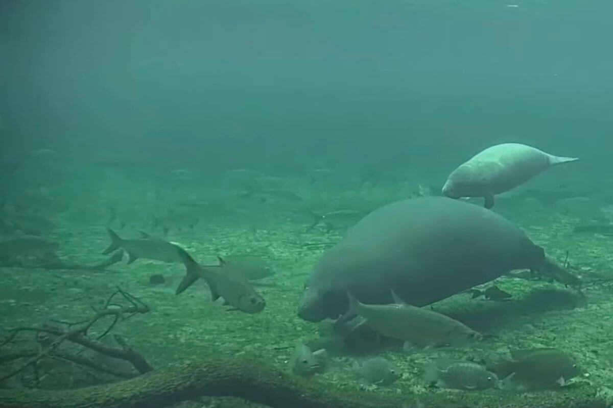 manatees in water.