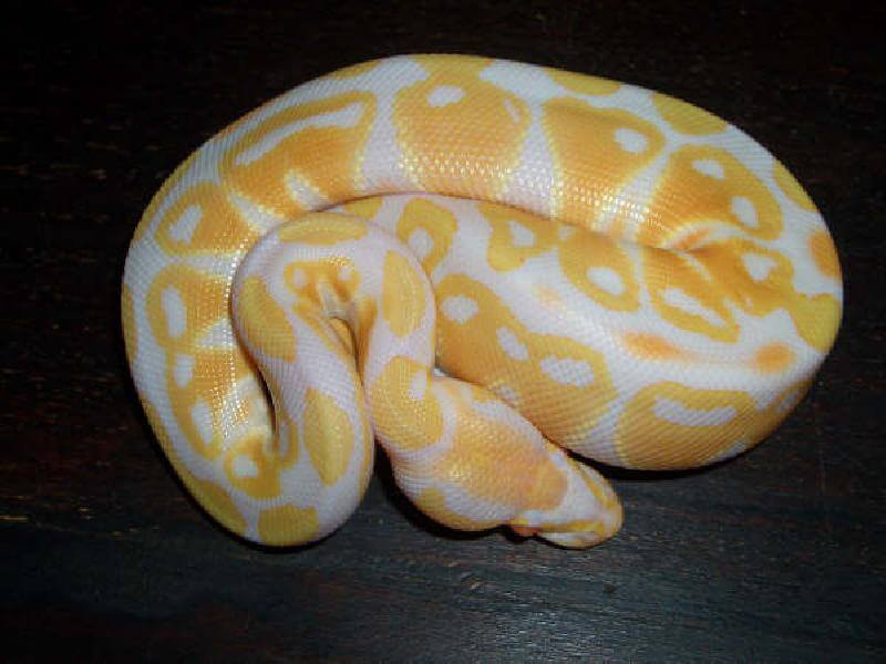Albino Python 