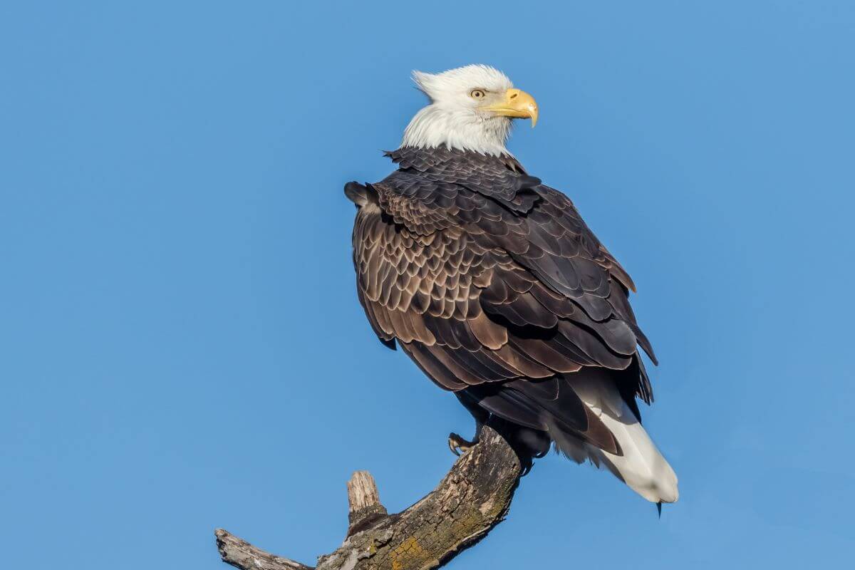 American Bald Eagle at Grayton Beach. 