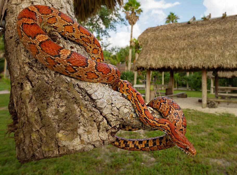 Billie's Swamp Safari Snake Photo 