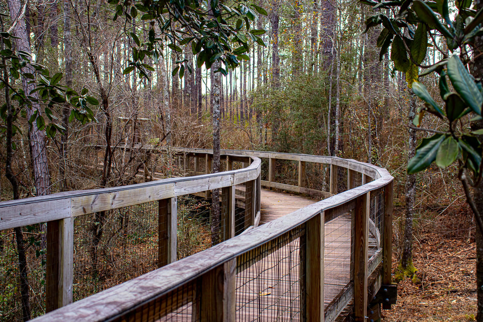 Elevated Boardwalk at Falling Waters State Park. 