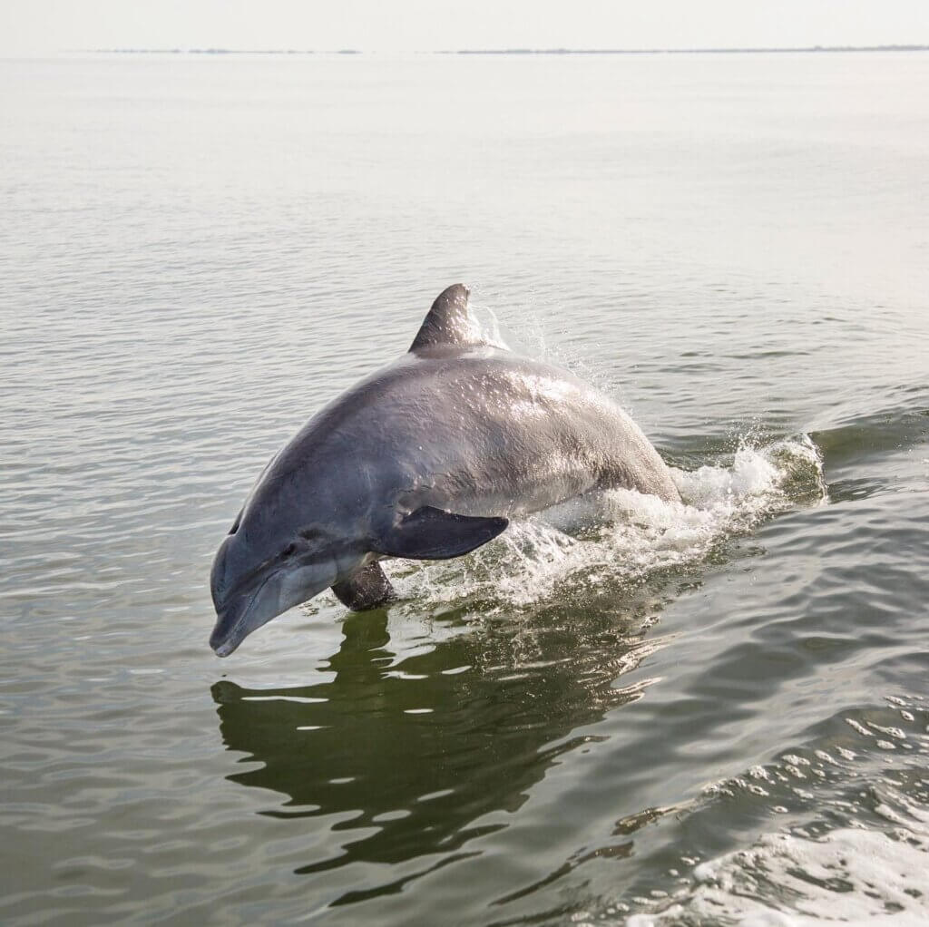 Dolphin Swimming - See dolphins as an authentic Florida experience. 