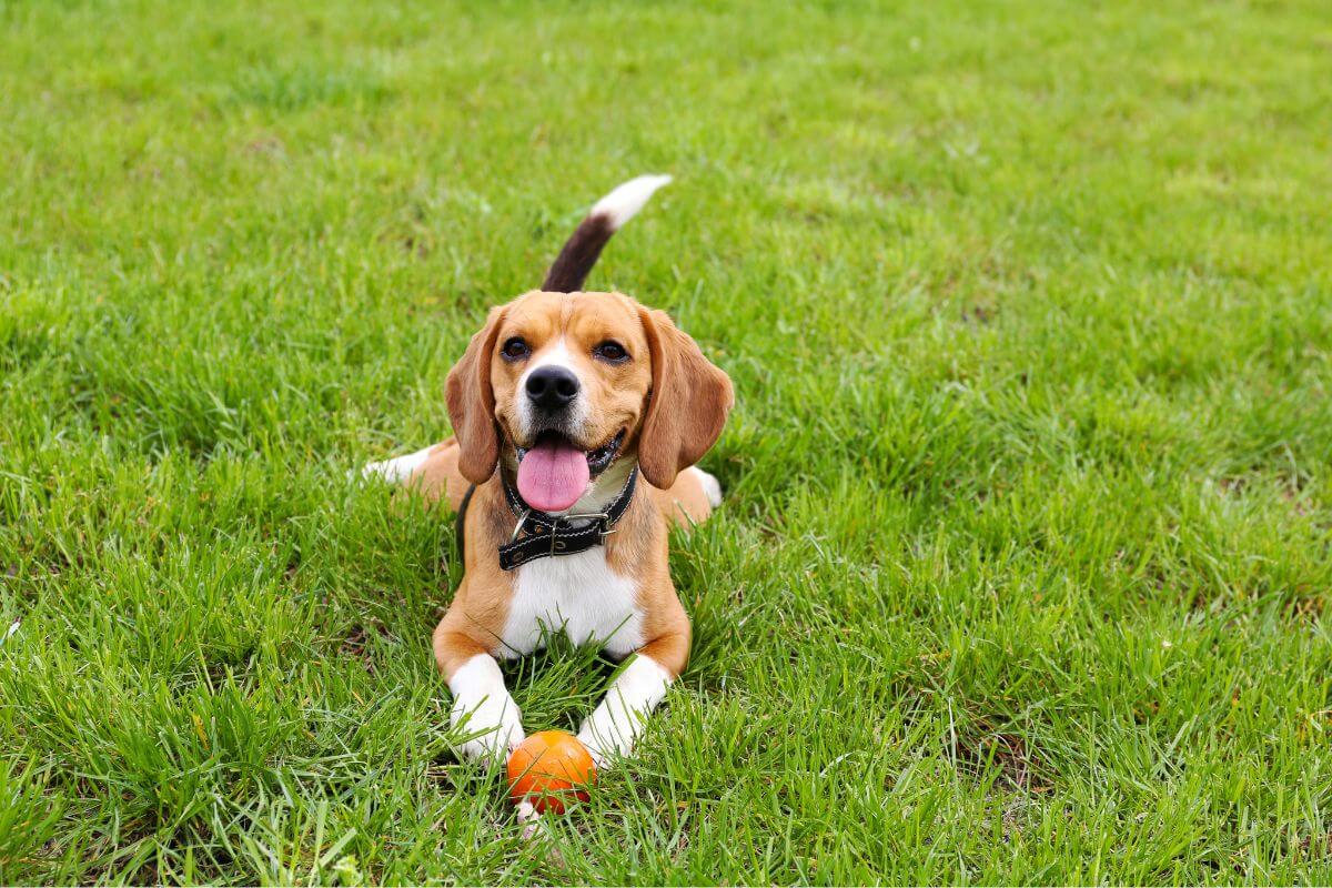 Dog on the grass with a toy. 