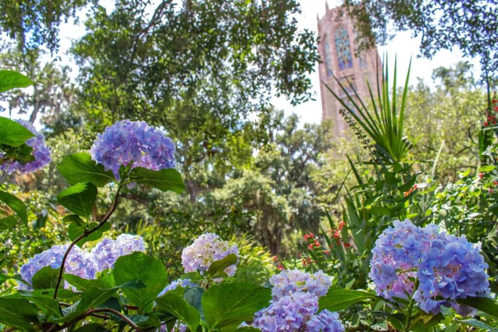 Flowers at Bok Tower Gardens 