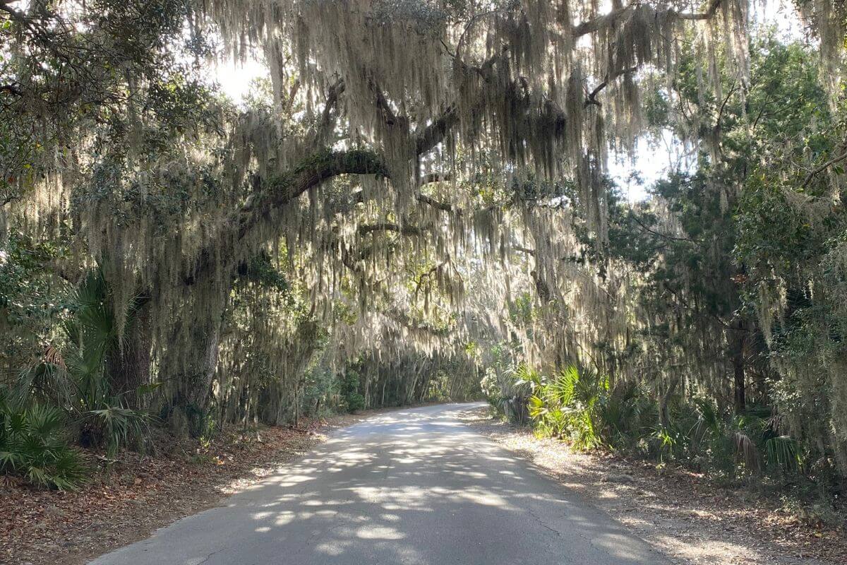 Fort Clinch State Park road.