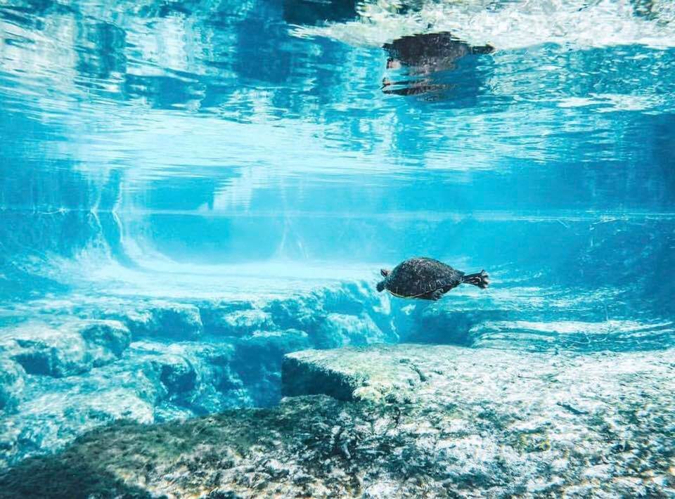 Turtle swimming in Ginnie Springs