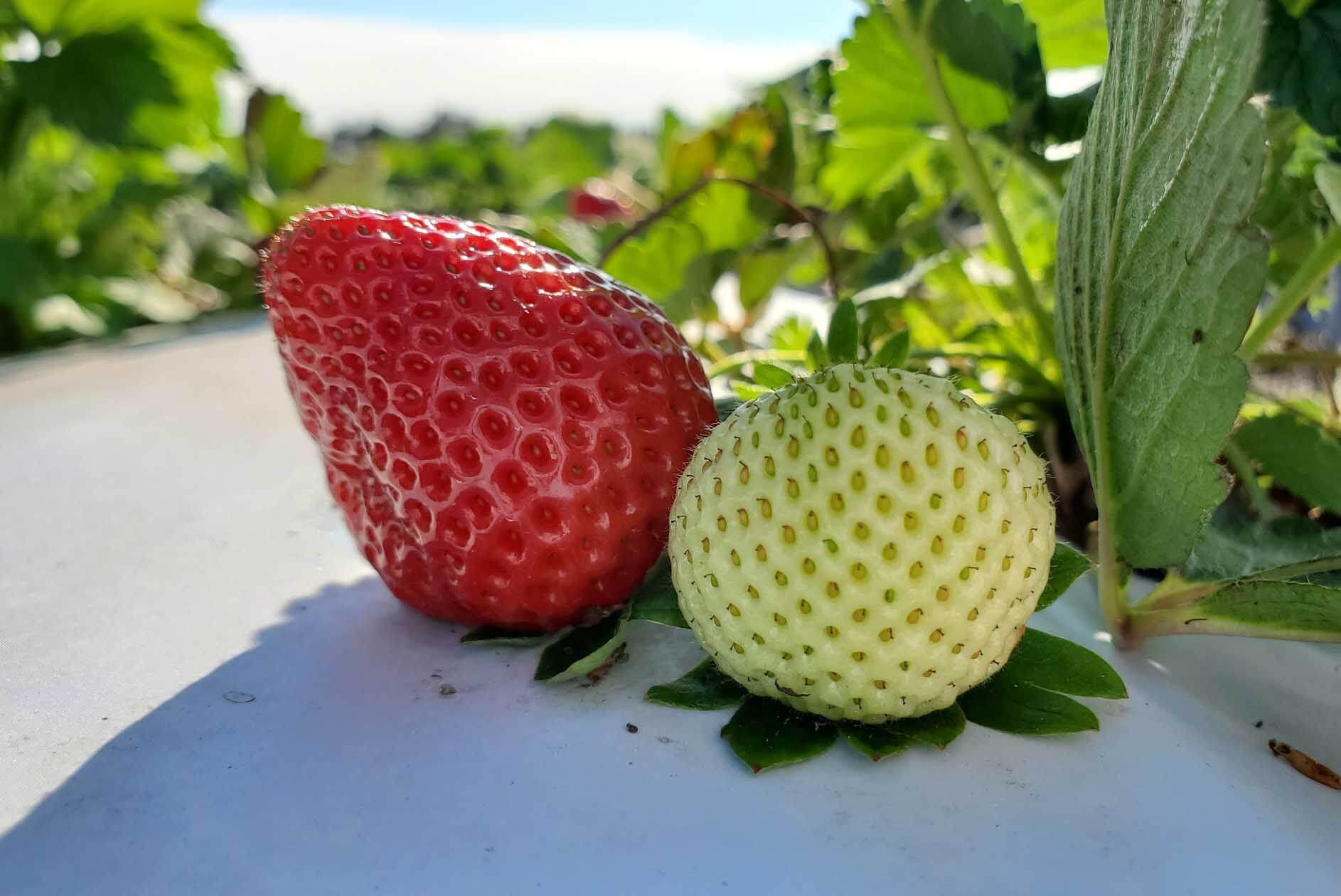 JG Ranch Strawberries 
