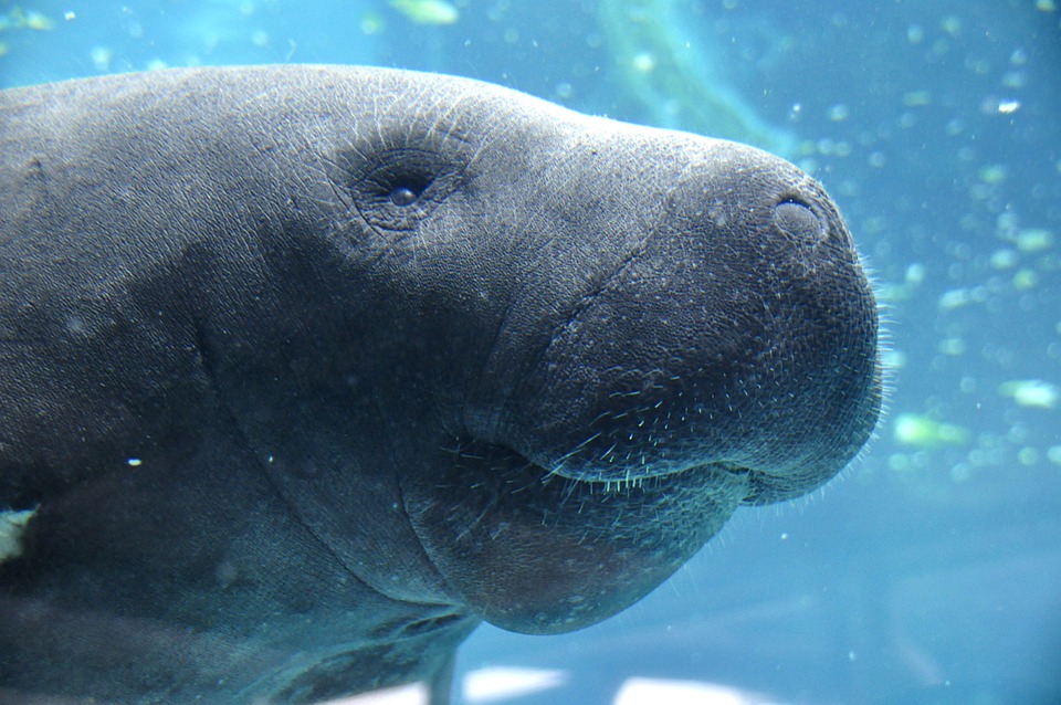 Florida Manatee in the water. 