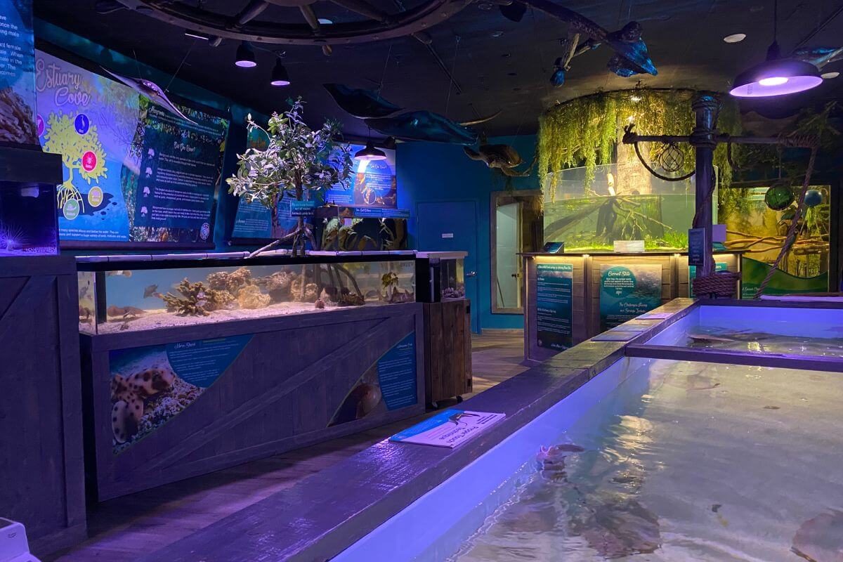 Mertailors Mermaid Aquarium Encounter in Lecanto Florida. 