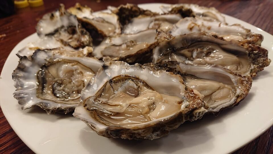 Oysters on a plate 