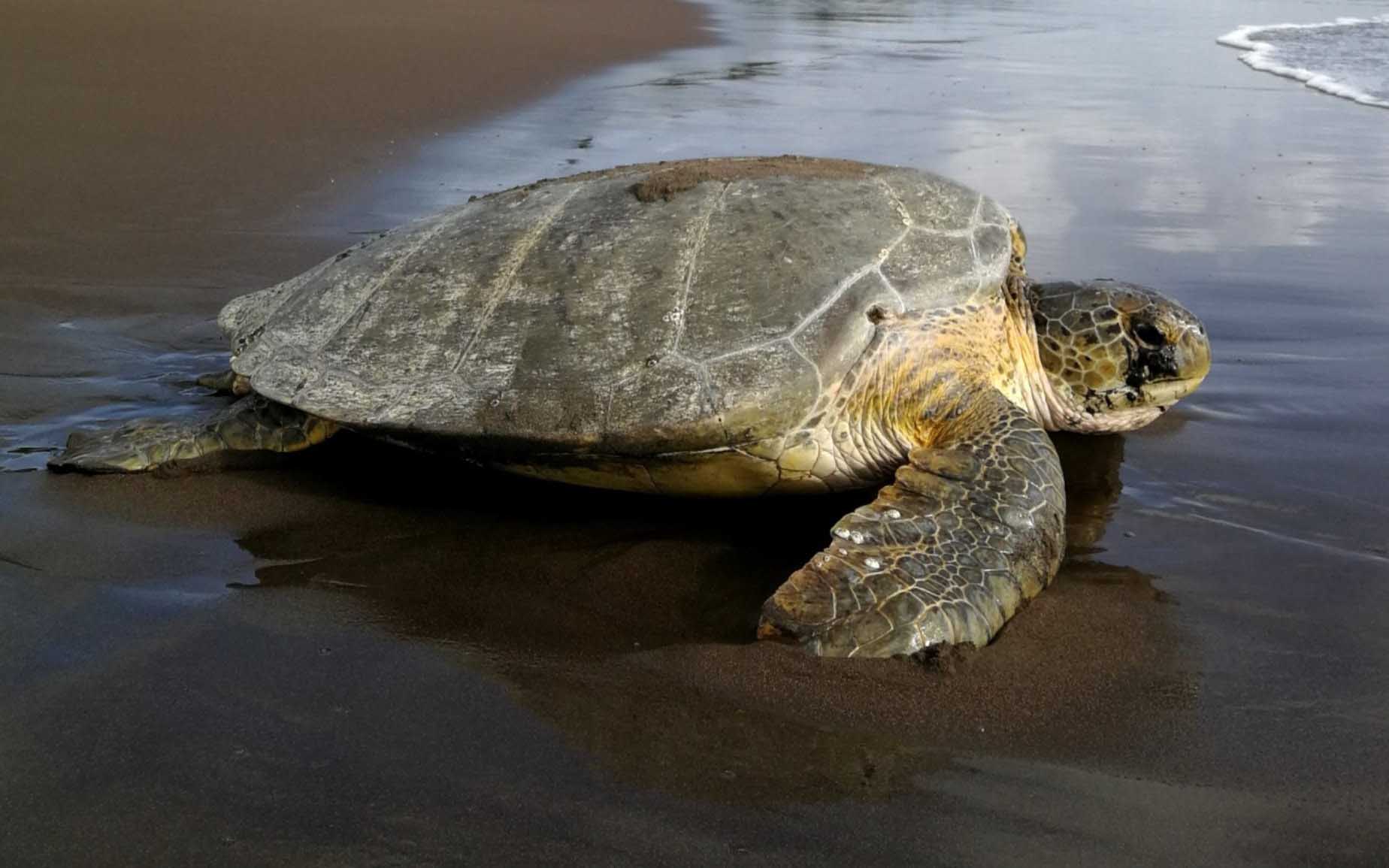 Sea Turtle Image 