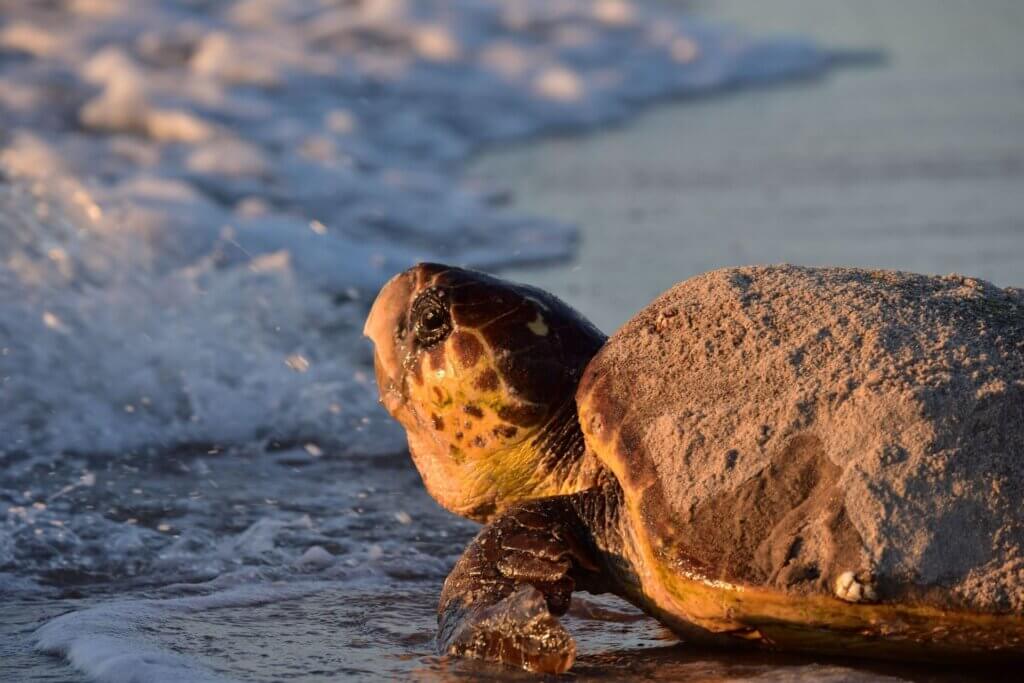 Sea Turtle on the beach 