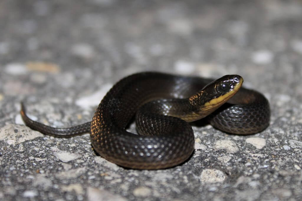 Florida Snake 