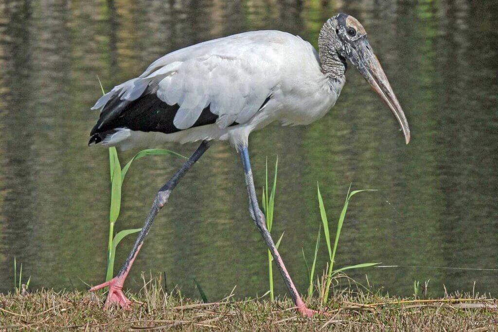 Wood stork at a Florida park