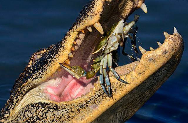 Alligator eating crab
