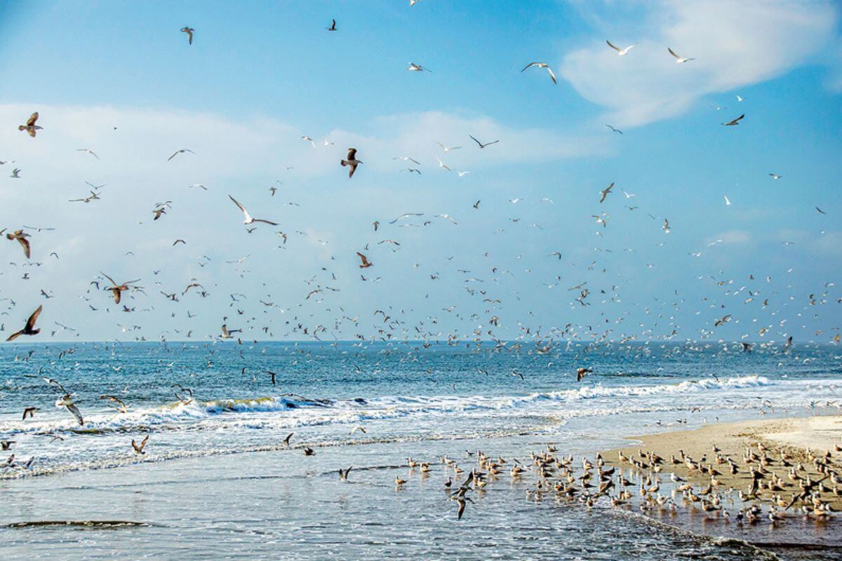 birds flying at beach.