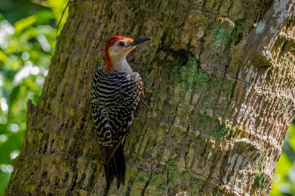 red-bellied woodpecker. 