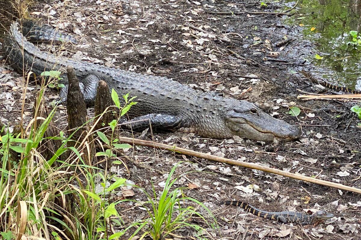 Alligator at Highlands Hammock State Park in Sebring.
