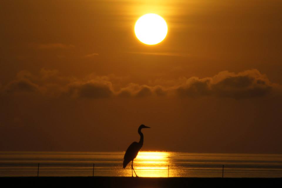 Bird on the Beach at sunset