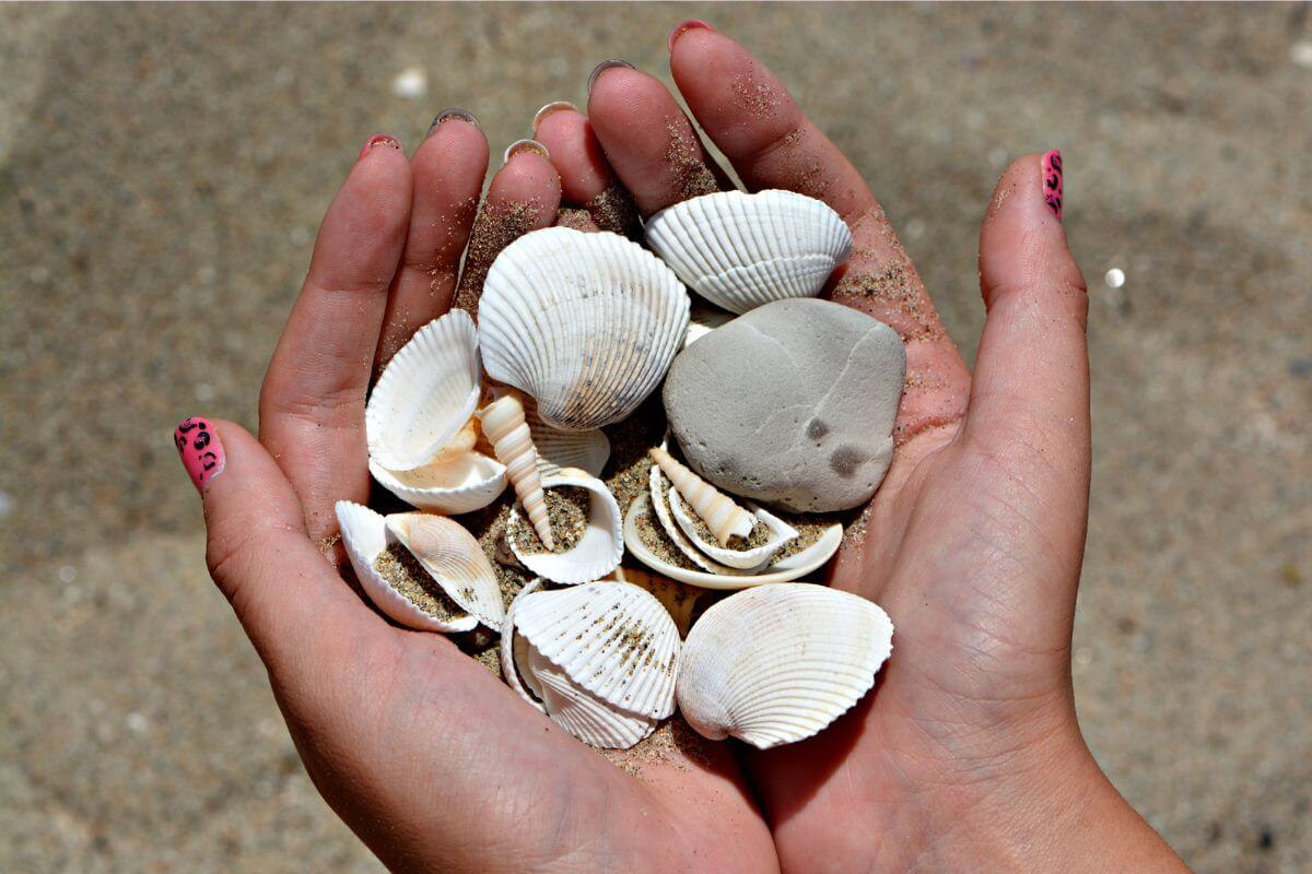Shells found on Florida beaches - The Gayraj
