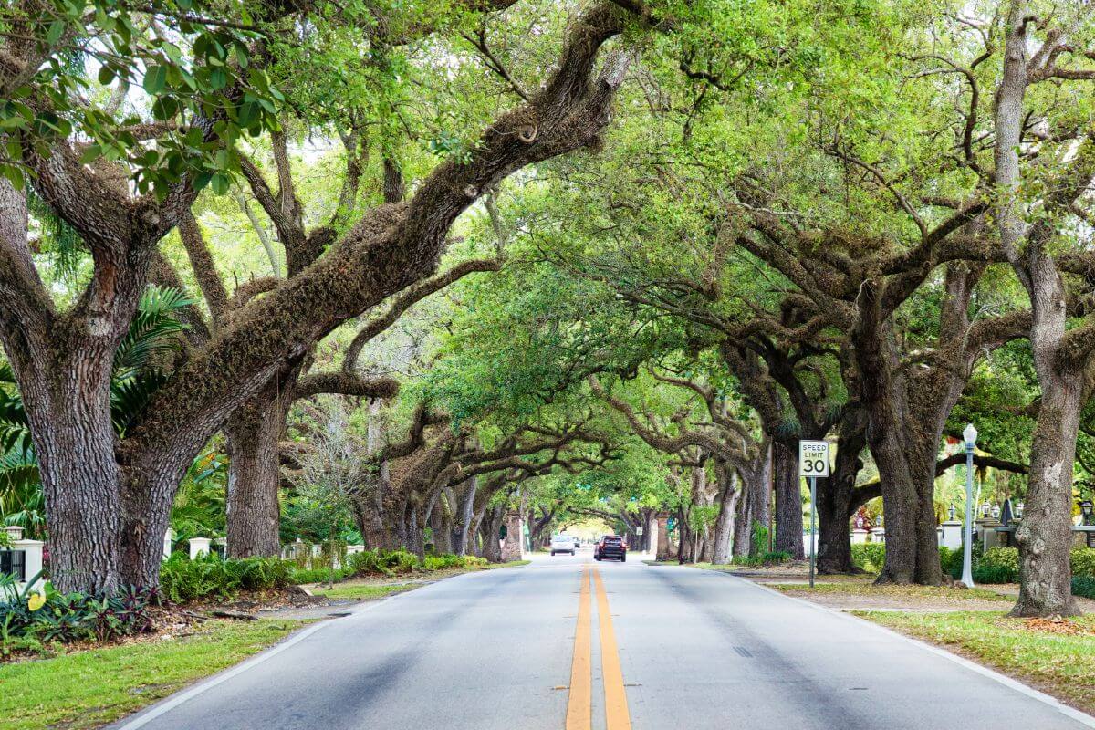 Treelined Street in Coral Gables. 