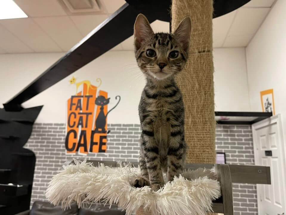 Cat on a cat tree with Fat Cat Cafe Logo in the background. 