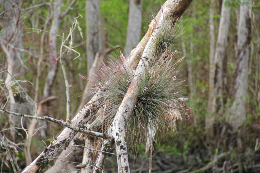 Tree in Florida 