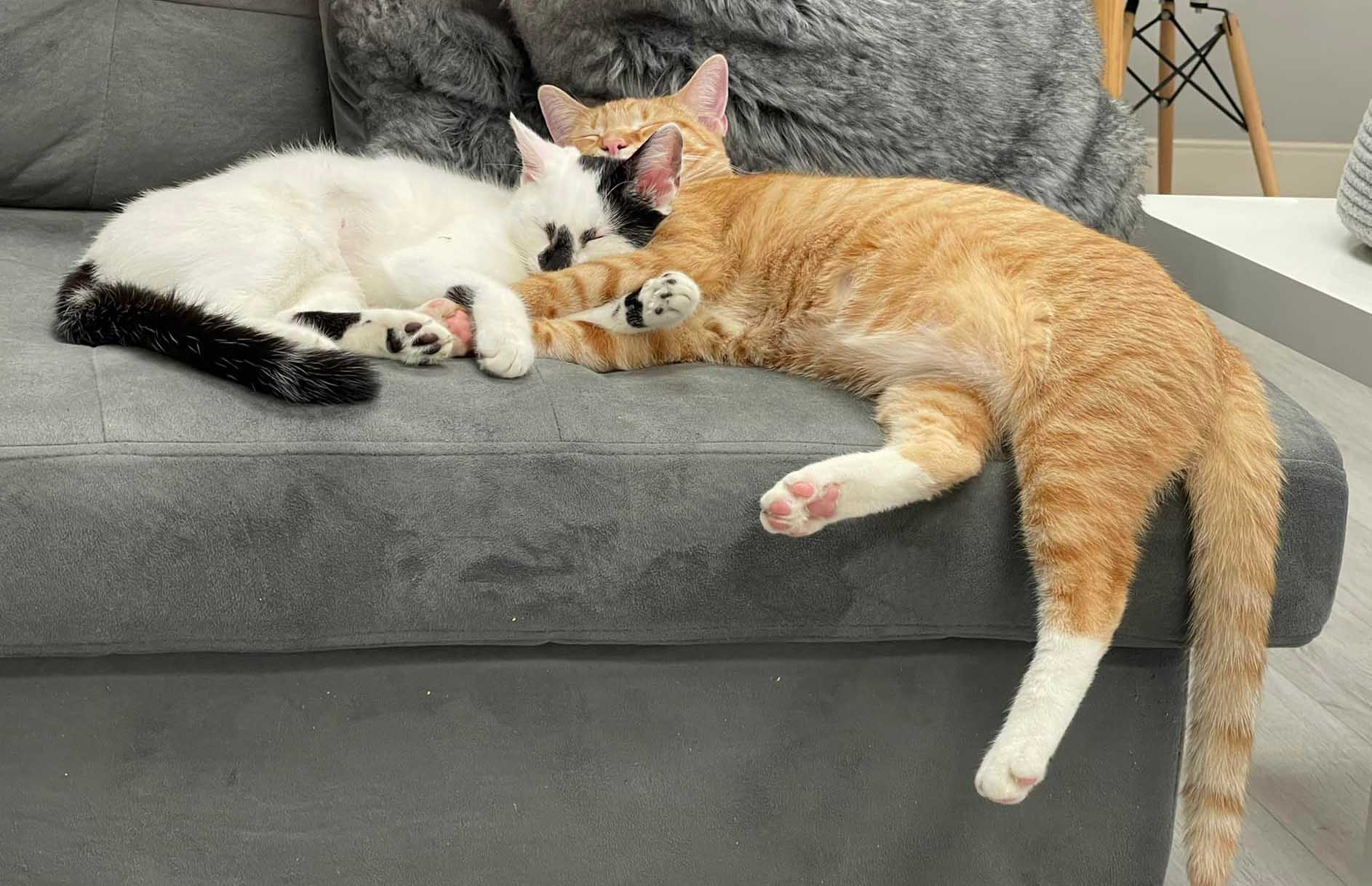Two cats sleeping on a couch at a Florida cat cafe. 