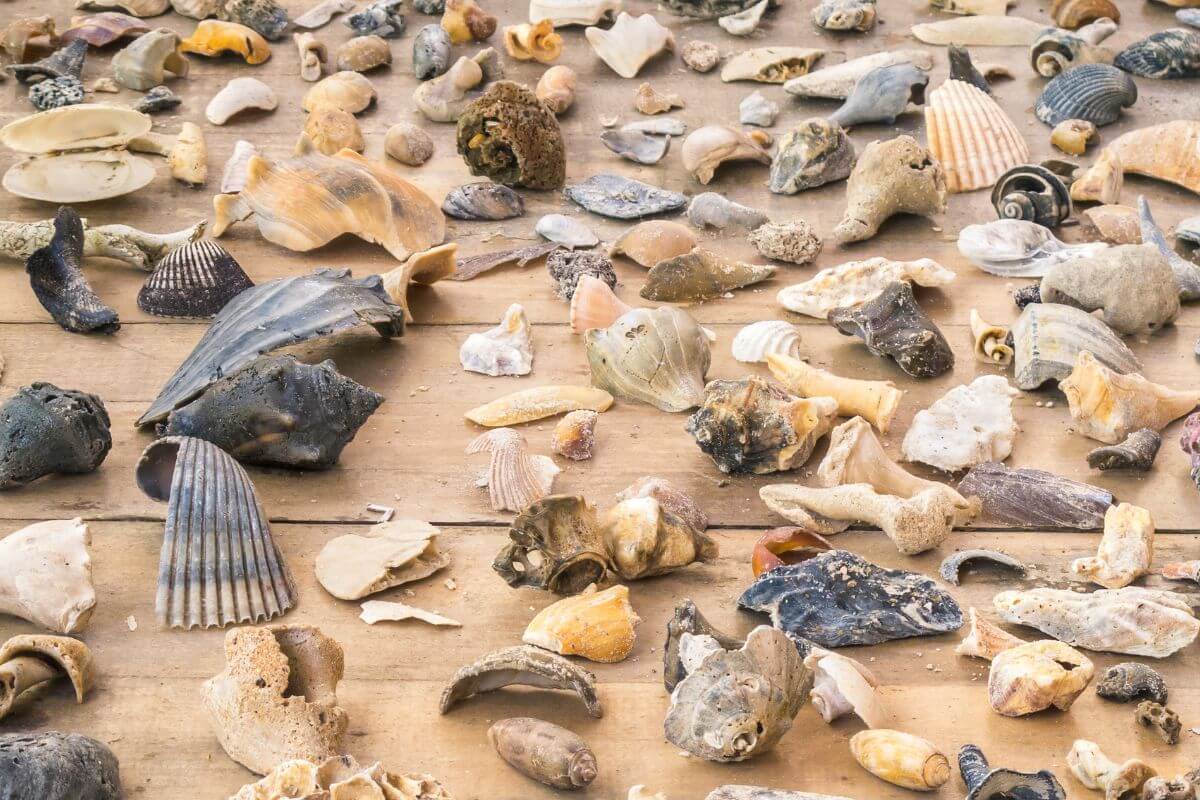  A Beginners Guide to Identifying Florida Seashells