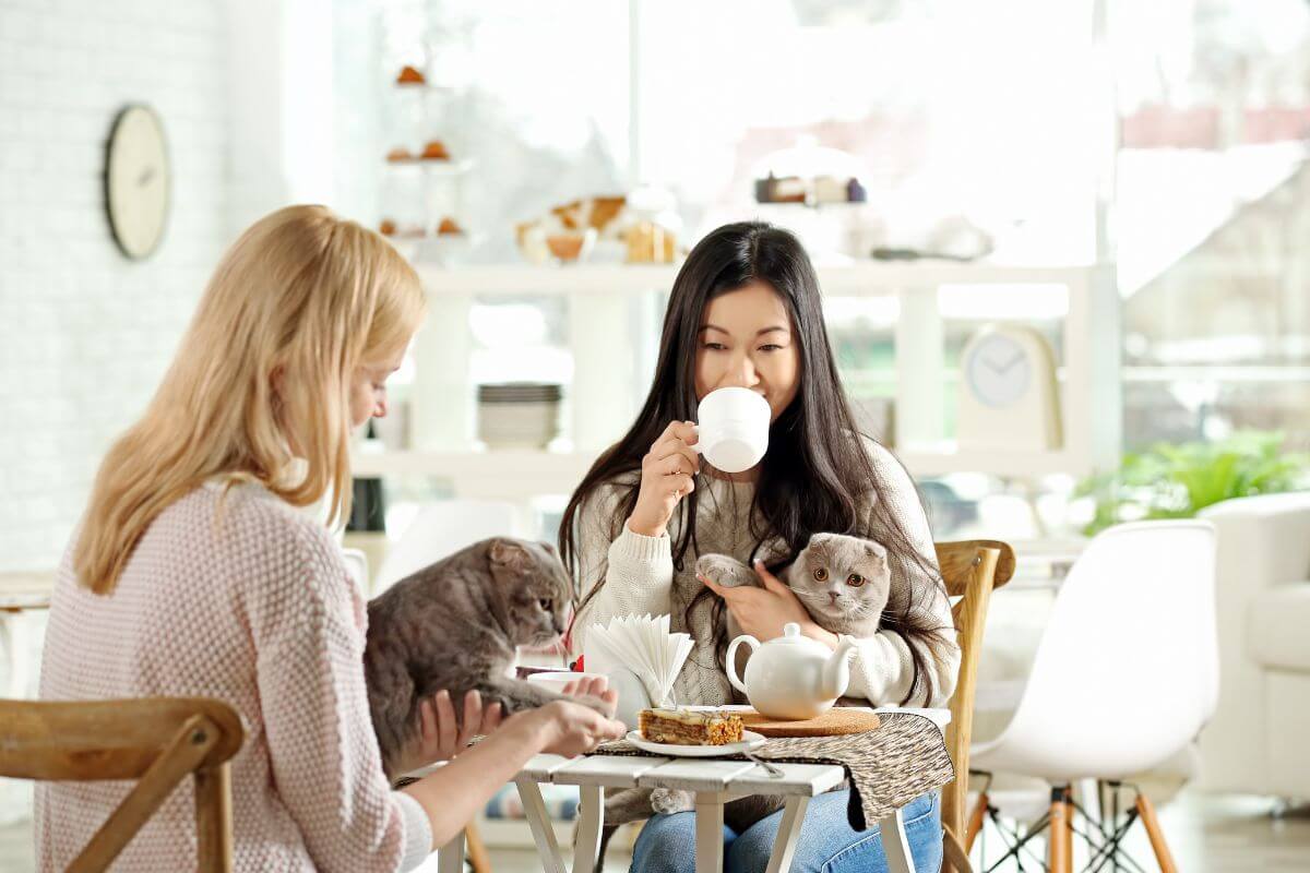 Ladies enjoying tea at Cat Cafe